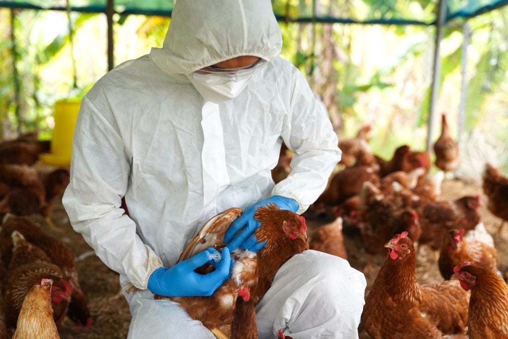 Hallan mutación que ayudaría a transmitir el virus de la gripe aviar a humanos post thumbnail image