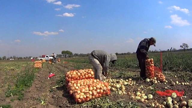 Agricultores El Valle de San Juan, dicen importaciones de cebolla le llevan a la quiebra post thumbnail image