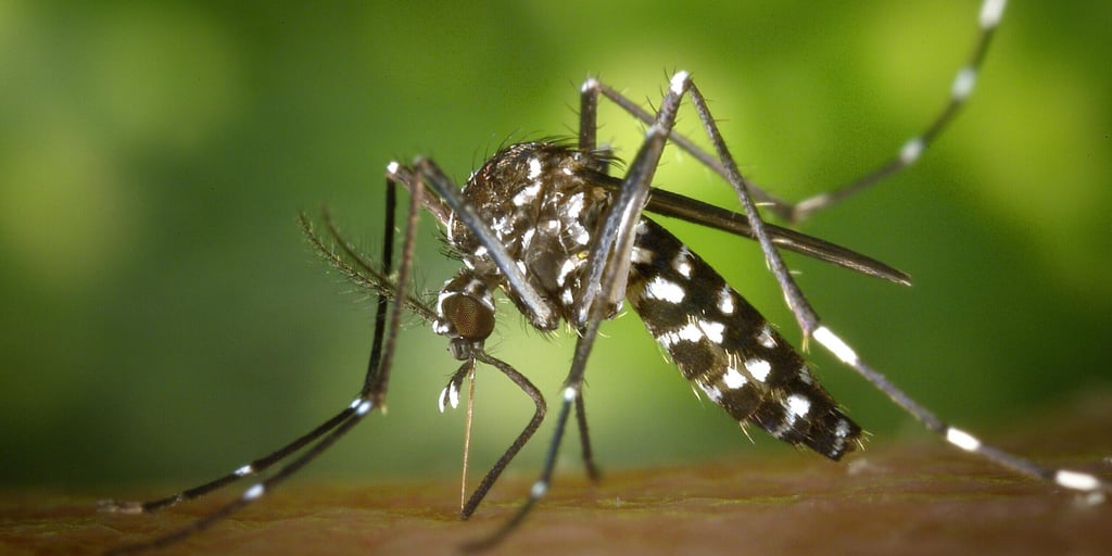 Brasil terminó 2024 con récords en los casos de dengue y en las muertes por la enfermedad post thumbnail image