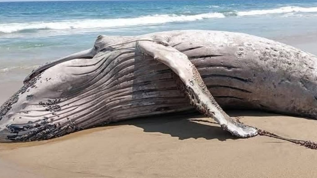 Ballena jorobada muere tras quedar atrapada en redes de pesca post thumbnail image