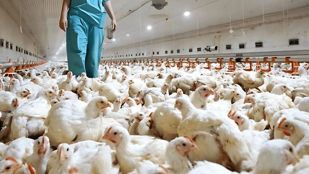 República Dominicana suspende compra de pollo a Brasil por gripe aviar post thumbnail image