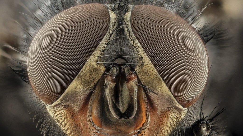 Con ojos de insectos científicos diseñan sistema de visión biónica con IA post thumbnail image