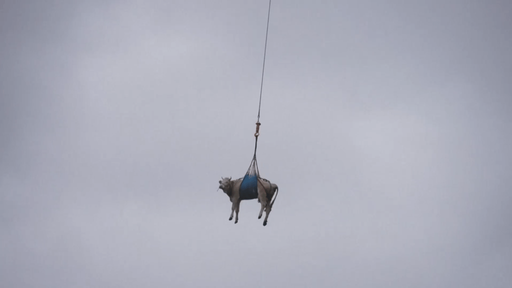 ¡Por los aires! Vaca herida vive aventura aérea por los Alpes Suizos post thumbnail image