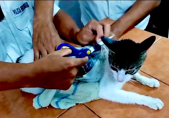 El Narco-Gato: capturan felino cargado de droga en zona carcelaria de Costa Rica post thumbnail image